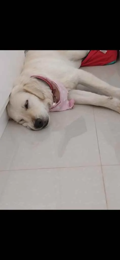Cachorro ra a Mistura de Labrador com golden idade 7 a 11 meses nome Lia