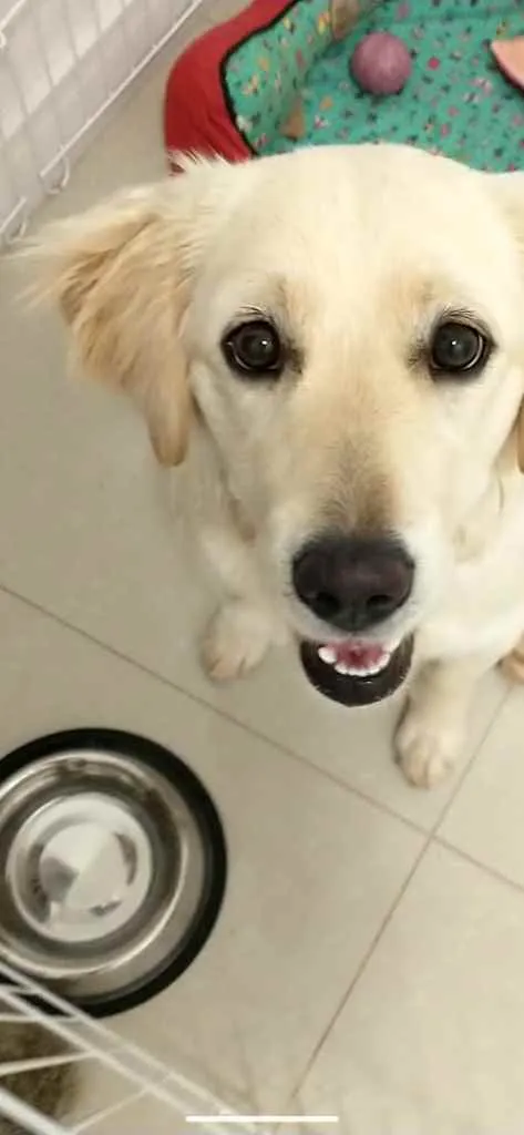 Cachorro ra a Mistura de Labrador com golden idade 7 a 11 meses nome Lia