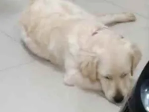 Cachorro raça Mistura de Labrador com golden idade 7 a 11 meses nome Lia