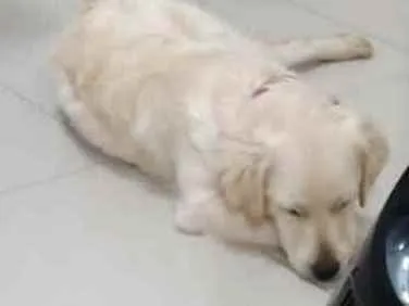 Cachorro ra a Mistura de Labrador com golden idade 7 a 11 meses nome Lia