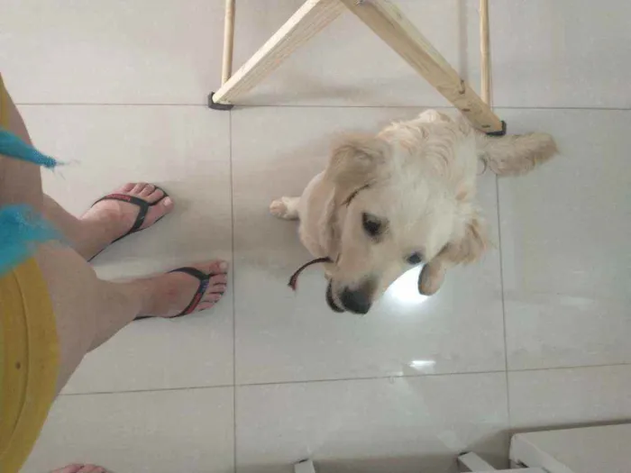 Cachorro ra a Mistura de Labrador com golden idade 7 a 11 meses nome Lia