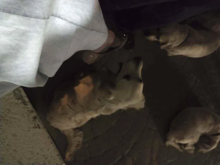 Cachorro ra a Mistura de Labrador com golden idade 7 a 11 meses nome Lia