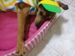 Cachorro raça SRD-ViraLata idade 7 a 11 meses nome Princesa