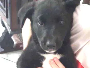 Cachorro raça  idade 2 a 6 meses nome NÃO sei 