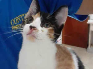 Gato raça  idade 7 a 11 meses nome Não sei 