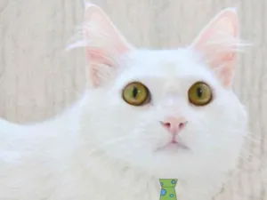 Gato raça Mestiço  idade 1 ano nome Gerald 