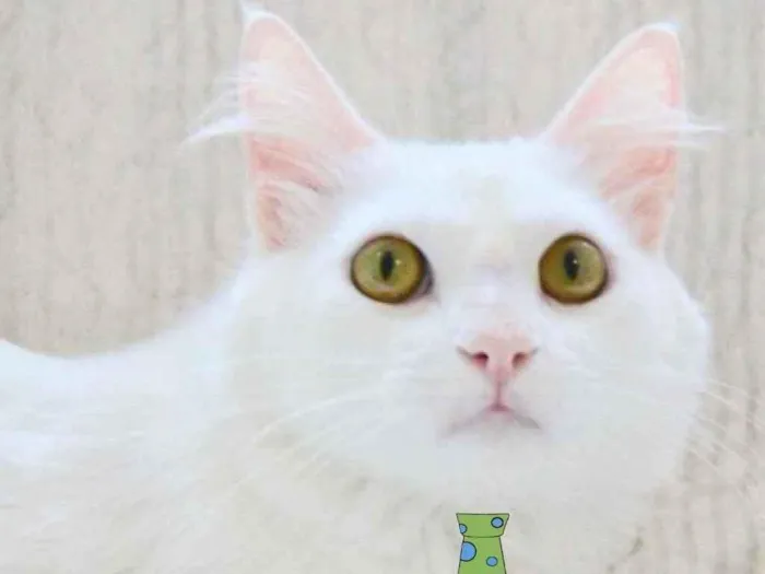 Gato ra a Mestiço  idade 1 ano nome Gerald 