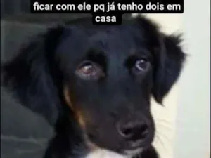 Cachorro raça Pastor c viralata idade 7 a 11 meses nome Toddy Negão