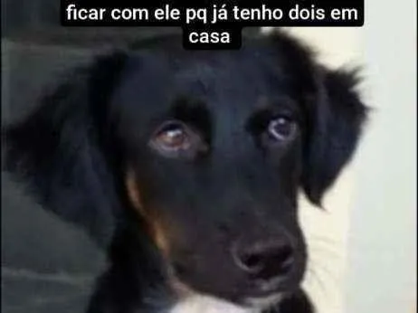 Cachorro ra a Pastor c viralata idade 7 a 11 meses nome Toddy Negão