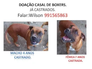 Cachorro raça Boxer idade 6 ou mais anos nome JUDY / TOBY