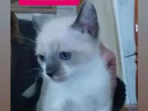 Gato raça Srd idade 2 a 6 meses nome Alice