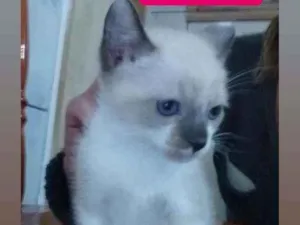 Gato raça Srd idade 2 a 6 meses nome Mel