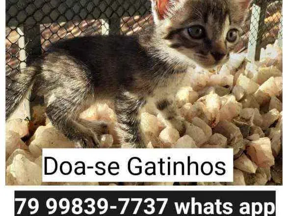 Gato ra a Sem raça definida idade Abaixo de 2 meses nome Sem nome