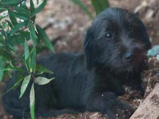 Cachorro ra a Lhasa com vira lata idade 2 a 6 meses nome Sem nome