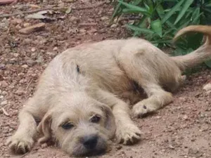 Cachorro raça Lhasa com vira lata idade 2 a 6 meses nome Sem nome