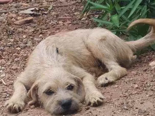 Cachorro ra a Lhasa com vira lata idade 2 a 6 meses nome Sem nome