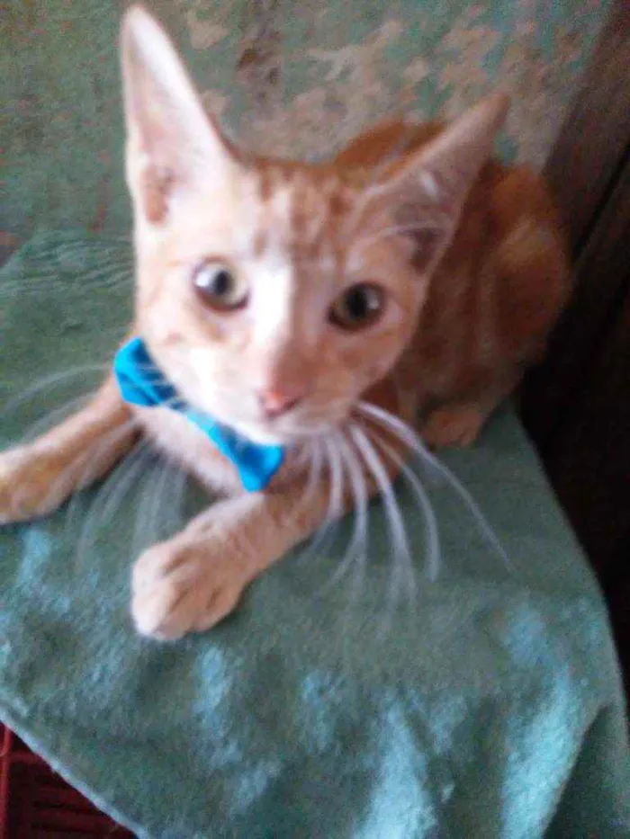 Gato ra a Diferente idade 2 a 6 meses nome Sol