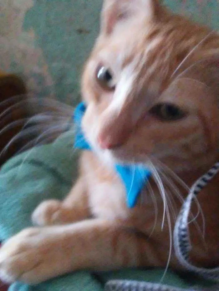 Gato ra a Diferente idade 2 a 6 meses nome Sol
