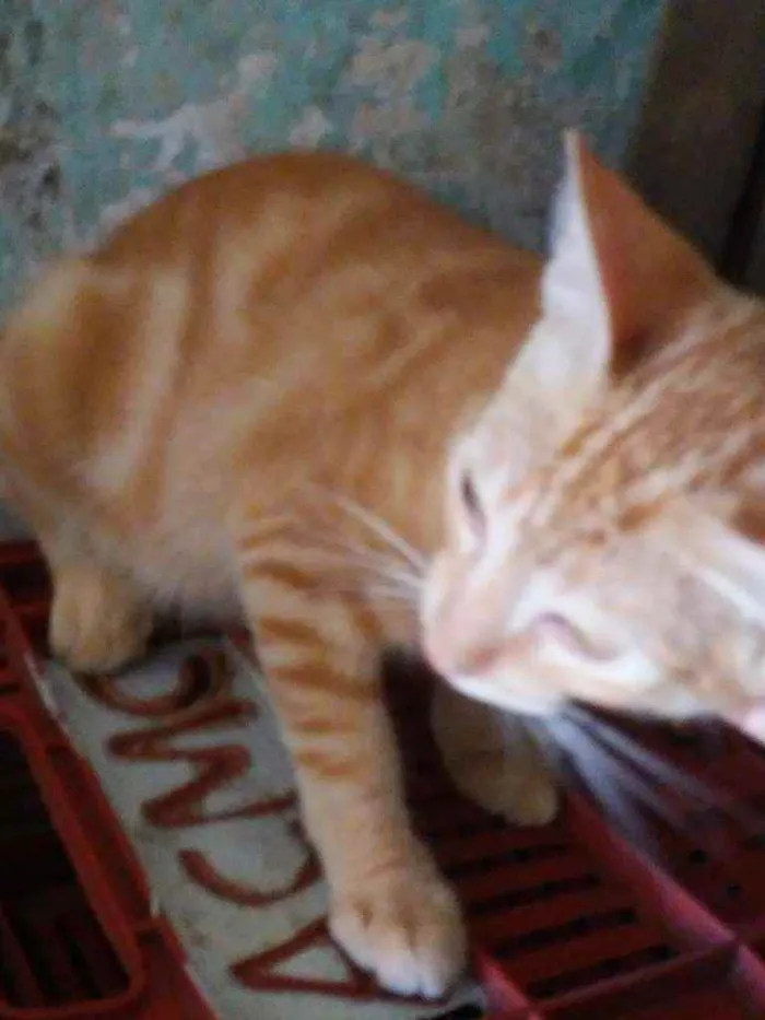 Gato ra a Diferente idade 2 a 6 meses nome Sol