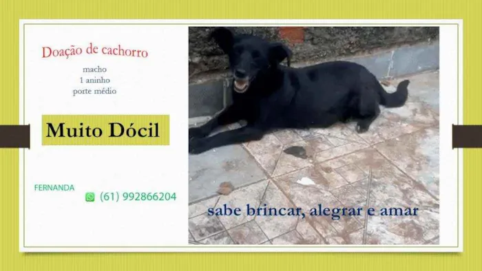 Cachorro ra a   idade 1 ano nome preto