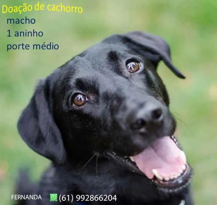 Cachorro ra a   idade 1 ano nome preto