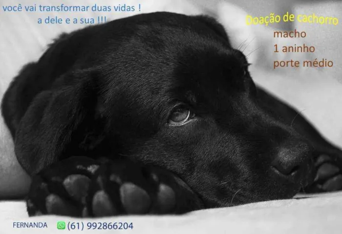 Cachorro ra a   idade 1 ano nome preto