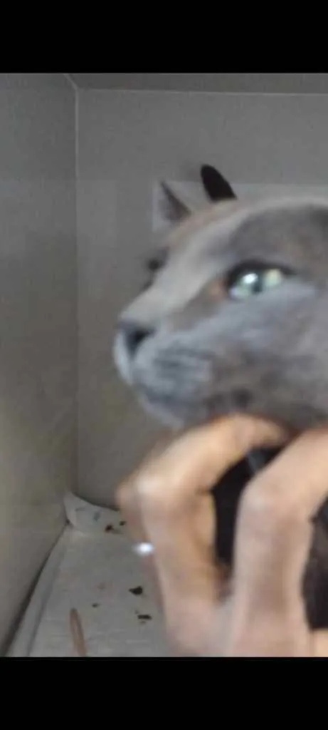 Gato ra a Srd idade 1 ano nome Agüero