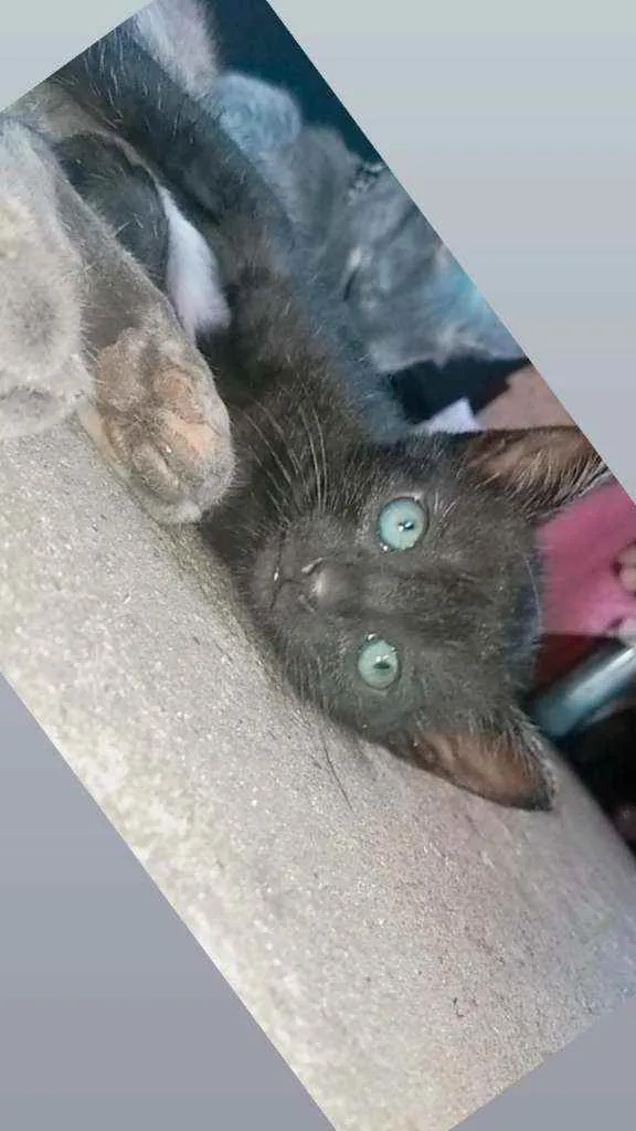 Gato ra a SRD idade Abaixo de 2 meses nome Filhotes