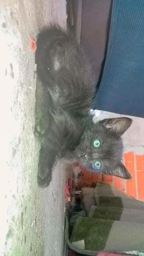 Gato ra a SRD idade Abaixo de 2 meses nome Filhotes