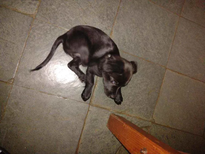 Cachorro raça Vira lata idade 2 a 6 meses nome Diana