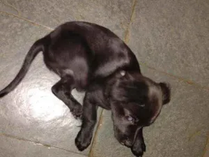 Cachorro raça Vira lata idade 2 a 6 meses nome Diana