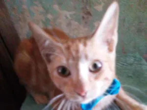 Gato raça Diferente idade 2 a 6 meses nome Sol