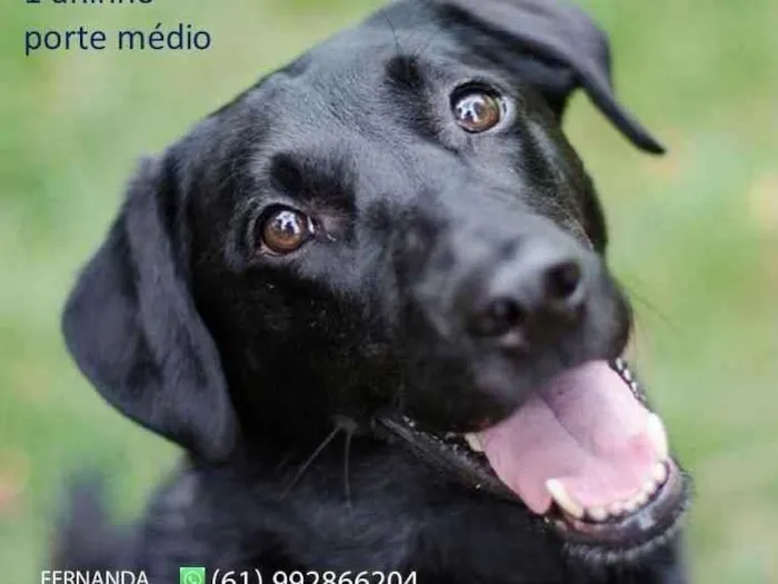 Cachorro ra a   idade 1 ano nome preto