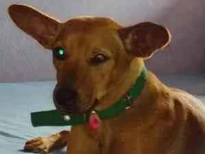 Cachorro raça Pincher misturado idade 1 ano nome Lary