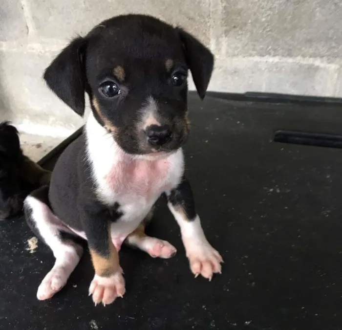 Cachorro ra a SRD-ViraLata idade 2 a 6 meses nome Mocinho