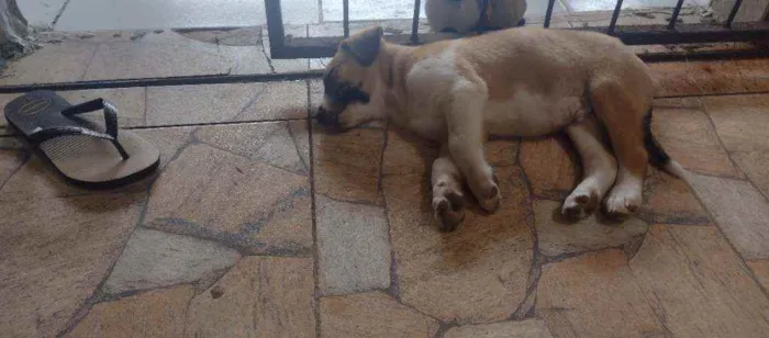 Cachorro raça Mestiço idade Abaixo de 2 meses nome Ainda sem nome