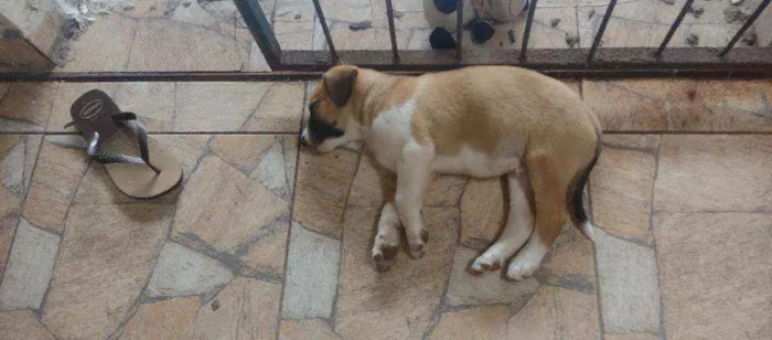Cachorro raça Mestiço idade Abaixo de 2 meses nome Ainda sem nome