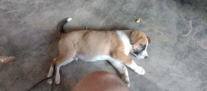 Cachorro raça Mestiço idade Abaixo de 2 meses nome Ainda sem nome