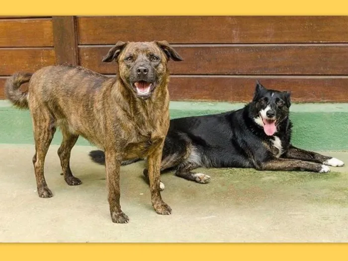 Cachorro ra a SRD-ViraLata idade 6 ou mais anos nome MÃEZINHA E GURI