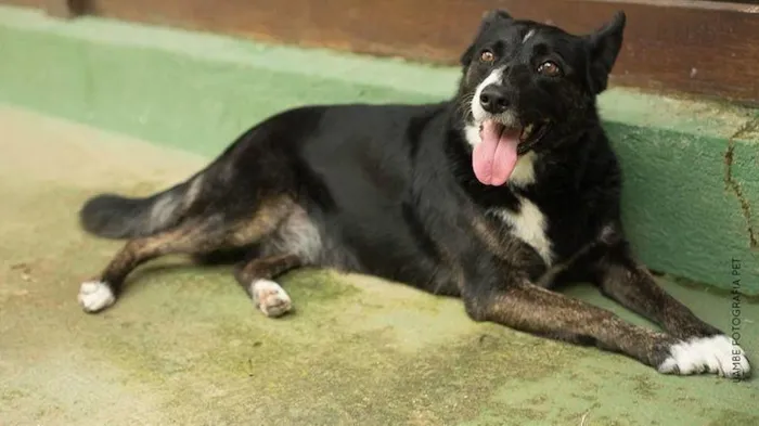 Cachorro ra a SRD-ViraLata idade 6 ou mais anos nome MÃEZINHA E GURI