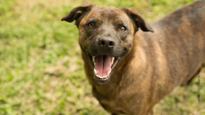 Cachorro ra a SRD-ViraLata idade 6 ou mais anos nome MÃEZINHA E GURI