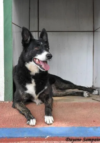 Cachorro ra a SRD-ViraLata idade 6 ou mais anos nome MÃEZINHA E GURI
