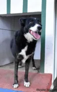 MÃEZINHA E GURI