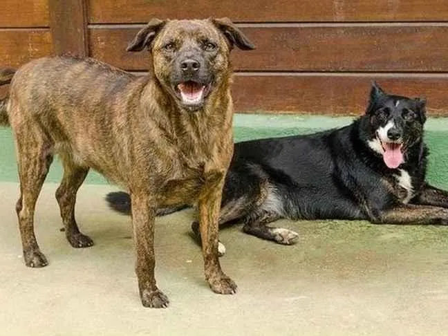 Cachorro ra a SRD-ViraLata idade 6 ou mais anos nome MÃEZINHA E GURI