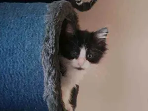 Gato raça SRD idade 2 a 6 meses nome Thena