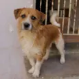 Teddy