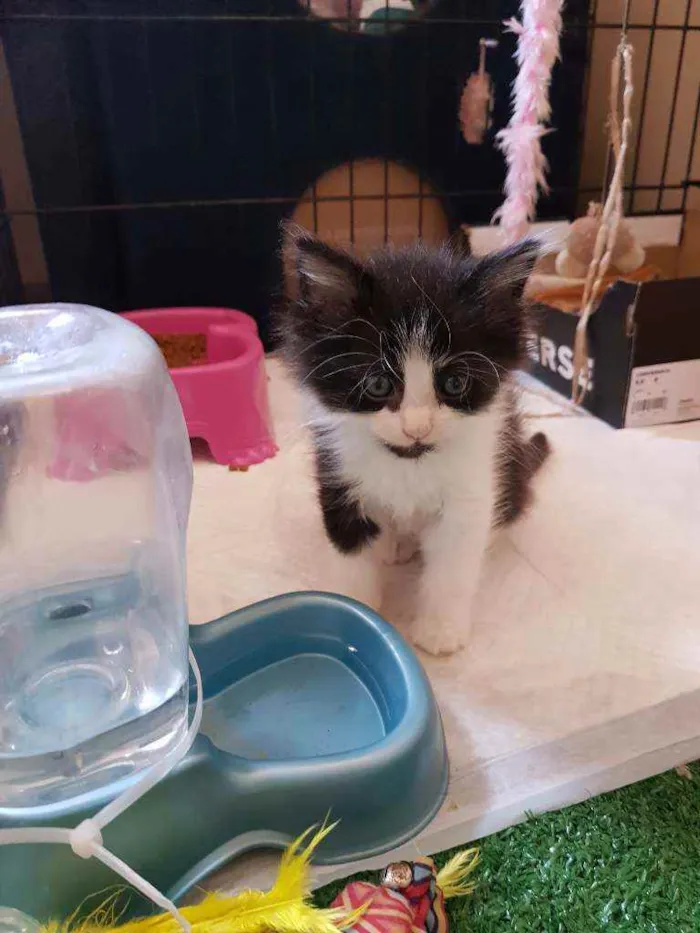 Gato raça SRD idade 2 a 6 meses nome Thena