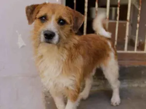 Cachorro raça SRD-ViraLata idade 1 ano nome Teddy