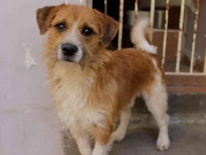 Cachorro ra a SRD-ViraLata idade 1 ano nome Teddy