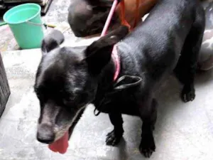 Cachorro raça Srd  idade 3 anos nome Neguinho lindo 